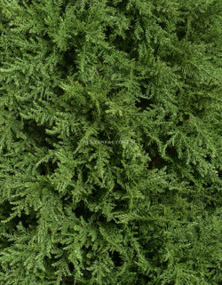 Кипарис Тауэр уличный новый