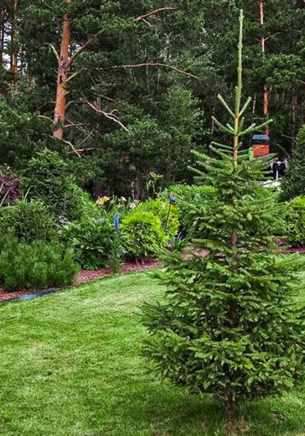 Желанные Вами сорта растений в нужном количестве