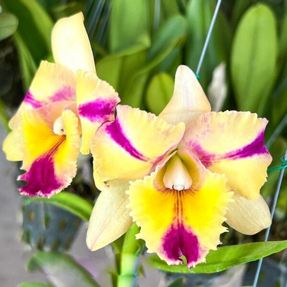 Орхидея ринхолелиокаттлея RLC. THAKSINA CANDY SOUR CREAM