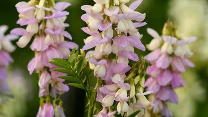 Галега лекарственная