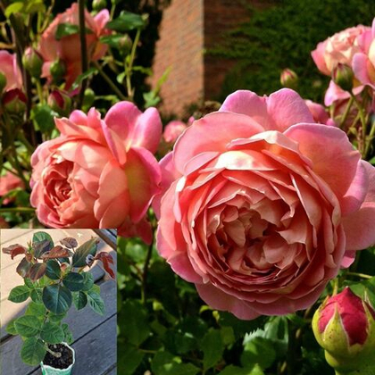 Роза Джубили Селебрейшн английская шраб, саженец с ЗКС.