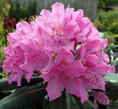 Рододендрон гибридный Розеум Элеганс (Roseum Elegans)