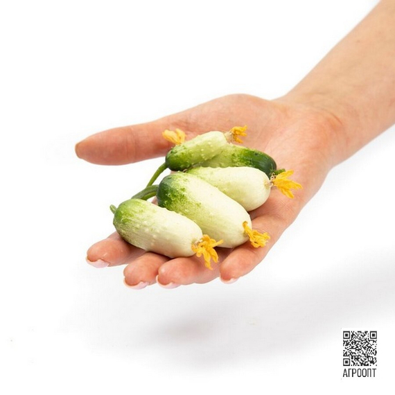 Квирк F1 семена огурца партенокарпического (Rijk Zwaan / ALEXAGRO) плод – фото 5