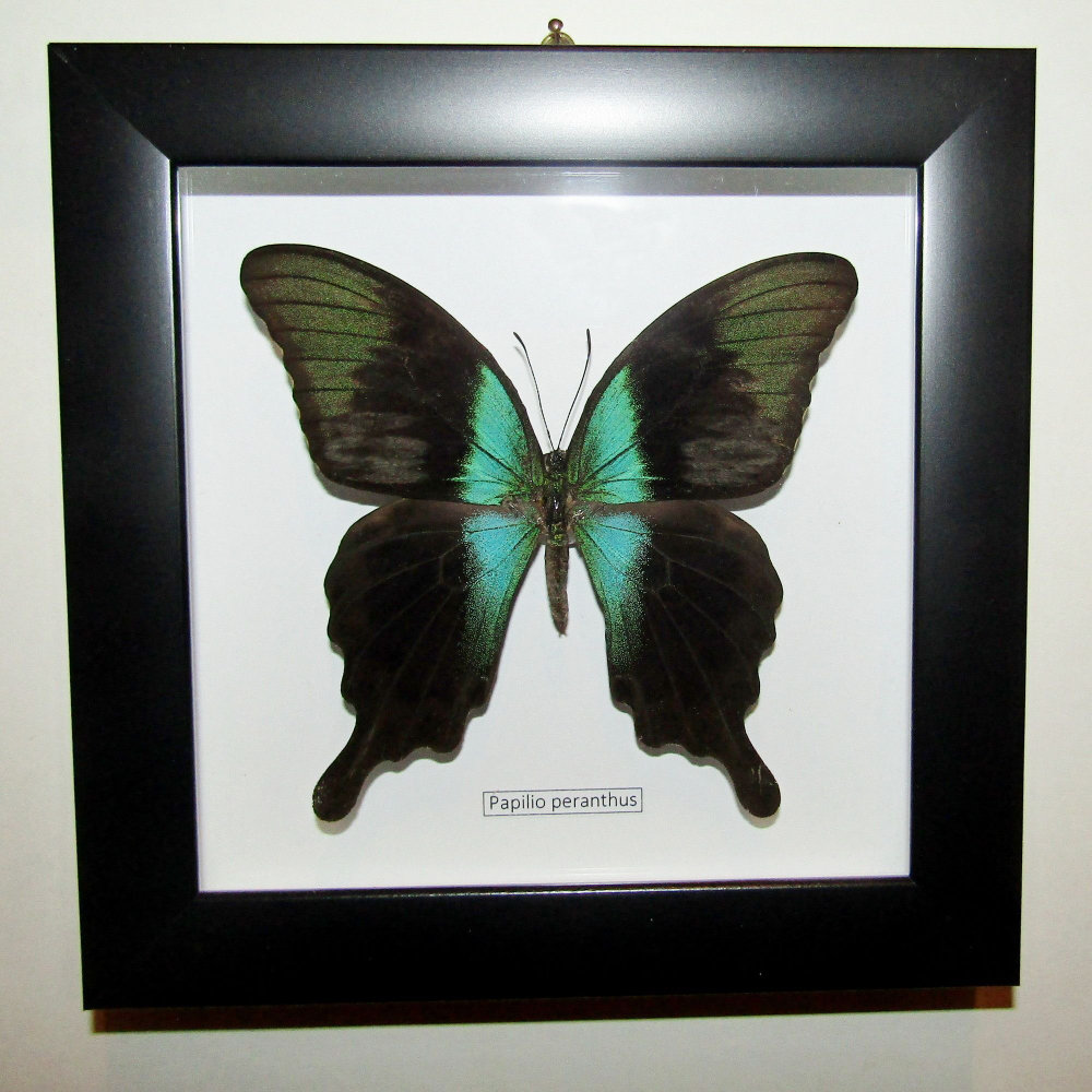 Бабочка Papilio peranthus в рамке
