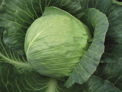 Капуста б/к Тиара F1 (100шт)  Витагрин Профи