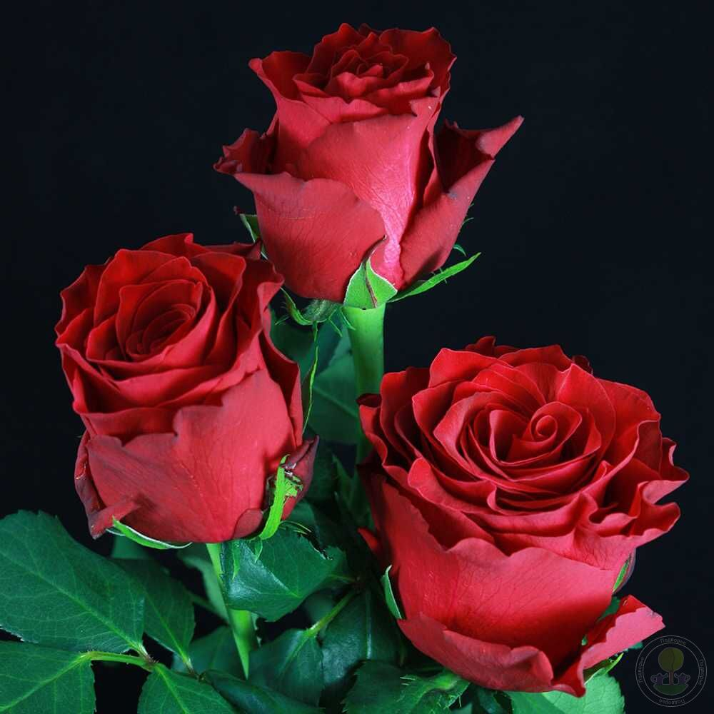 Роза Родос (ч.-гибрид)