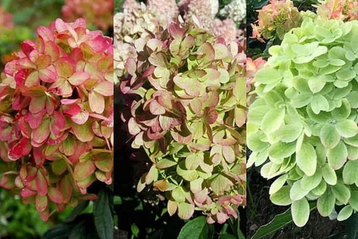 Гортензия метельчатая Граффити (7/8 веток) Закупка М59 апрель 2026