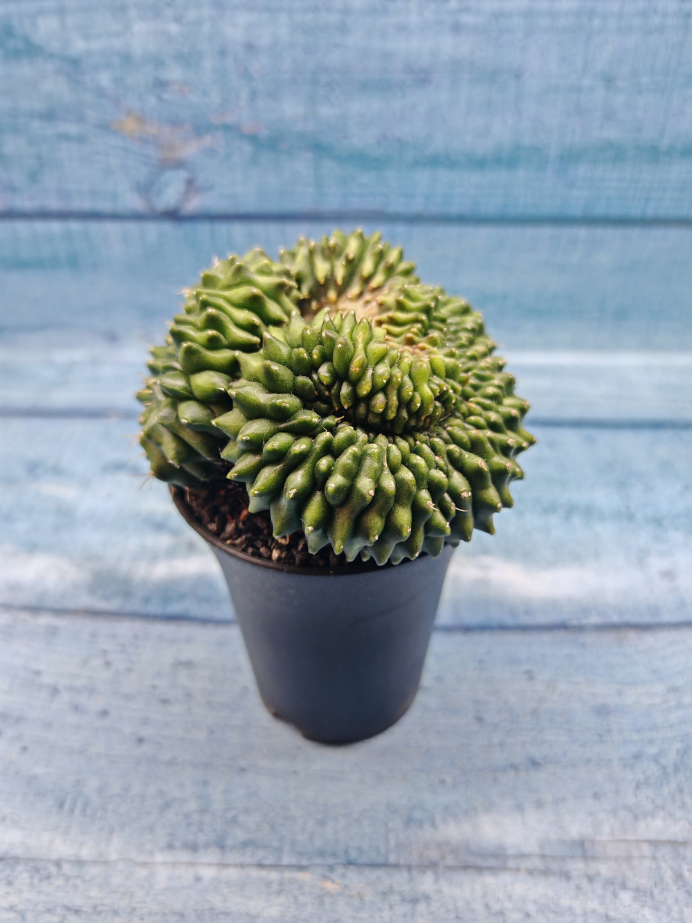 Gymnocalycium Spineless Crested form (Гимнокалициум Кристатный)