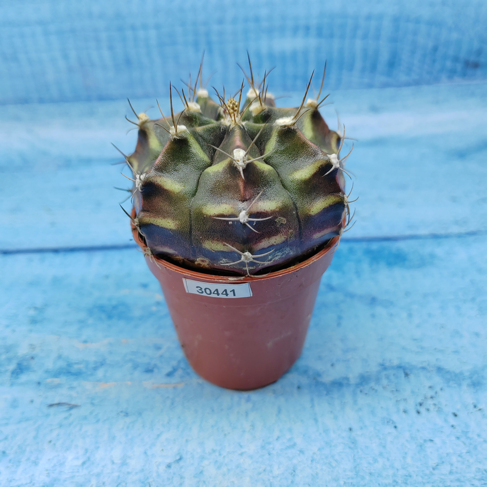 Gymnocalycium Friedrichii (Гимнокалициум)