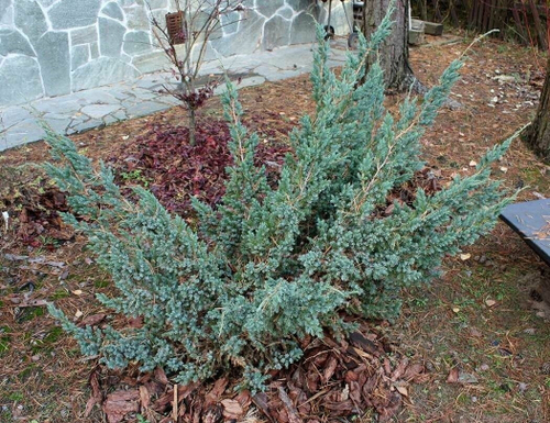 Можжевельник Мейери