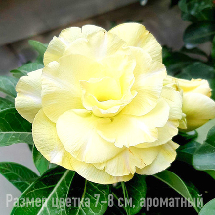 Адениум 417-VL19