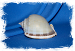 Phalium glaucum