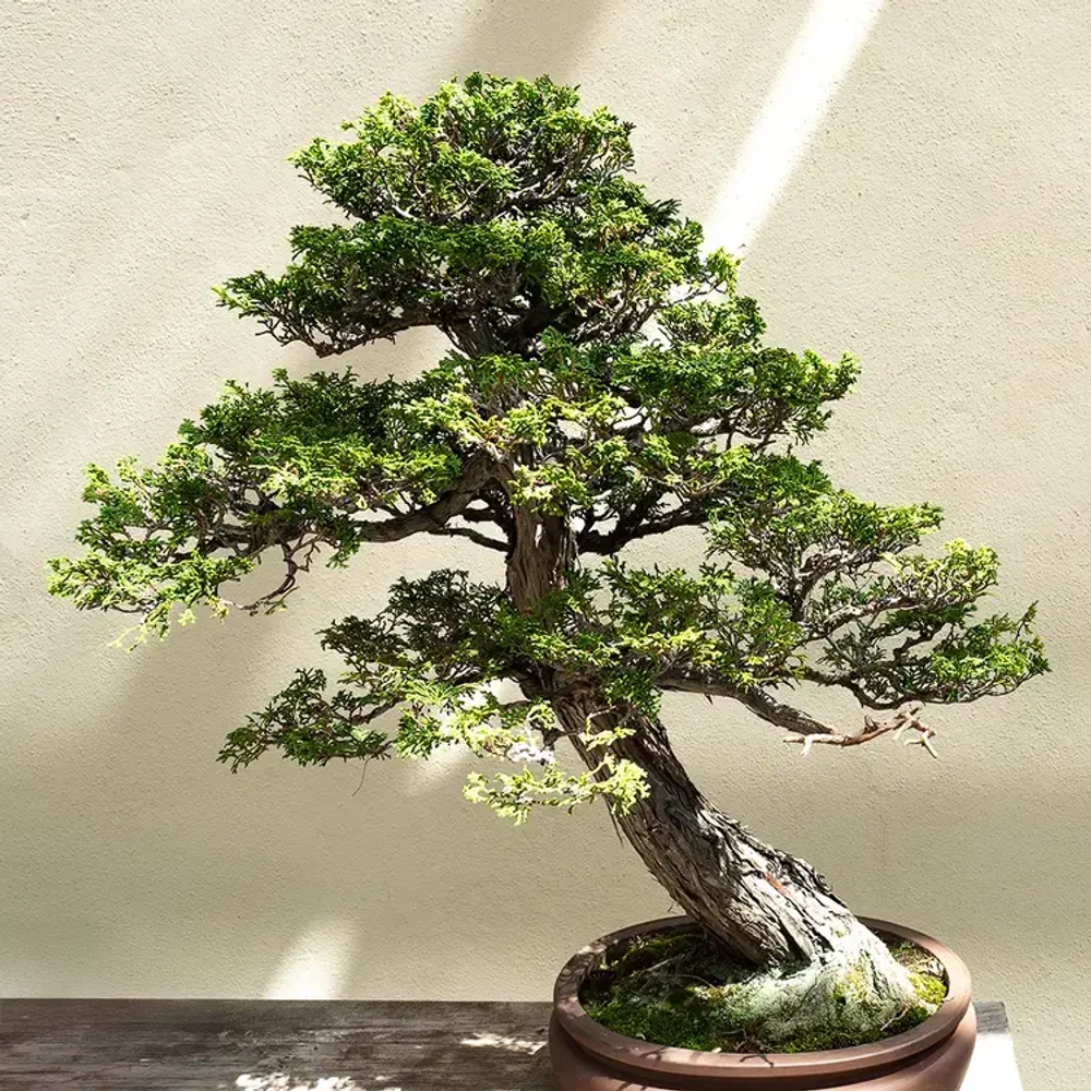 Отдушка CS - Кипарис Хиноки (Hinoki Cypress)
