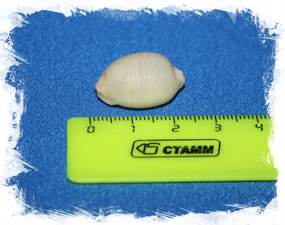 Коллекционная ракушка Ципрея чилдрени, Cypraea (ipsa) childreni