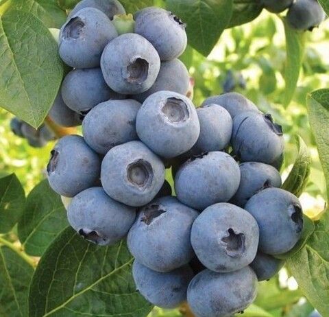 Голубика Торо