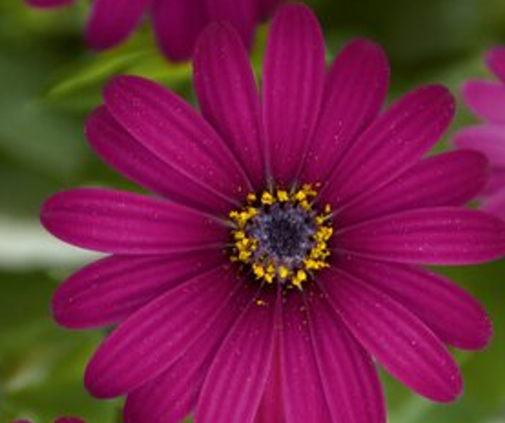 Остеоспермум Flower Power Purple ЕВРО ОКС укорененный черенок