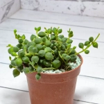 Senecio Rowleyanus (Крестновник Роули)