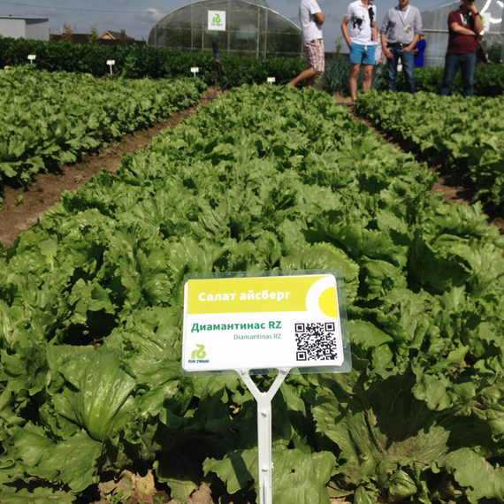 Диамантинас семена салата айсберг (Rijk Zwaan /ALEXAGRO) культура – фото 14