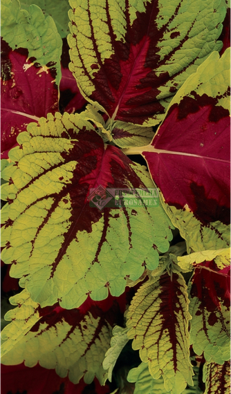 КОЛЕУС БЛЮМЕ KONG ROSE семена цветов (PanAmerican Seed | Alexagro) – фото 4