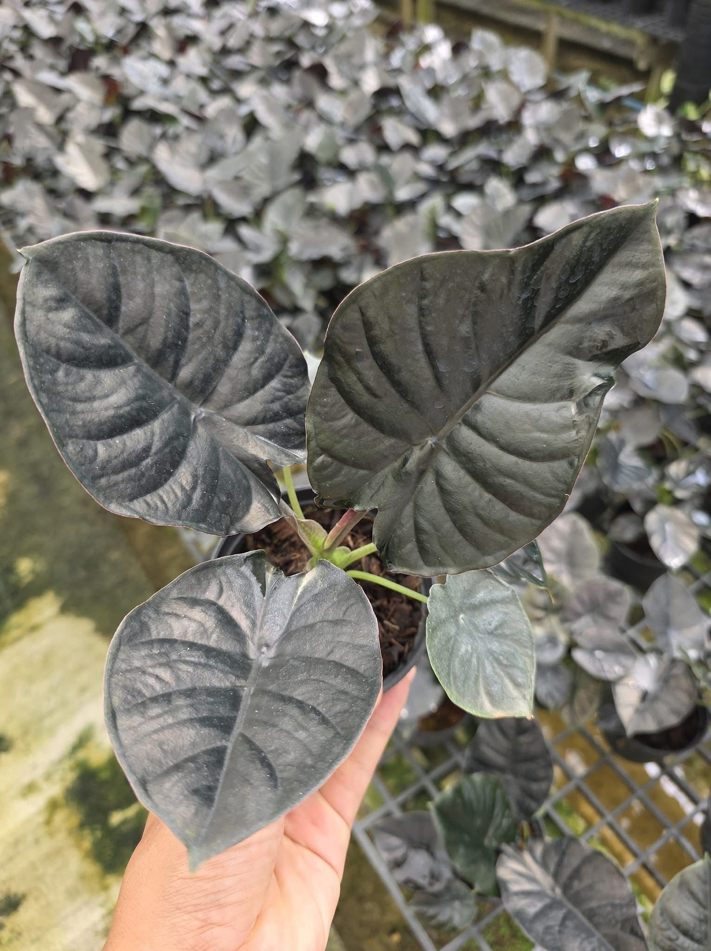 Вопрос вот про этот сорт алоказии