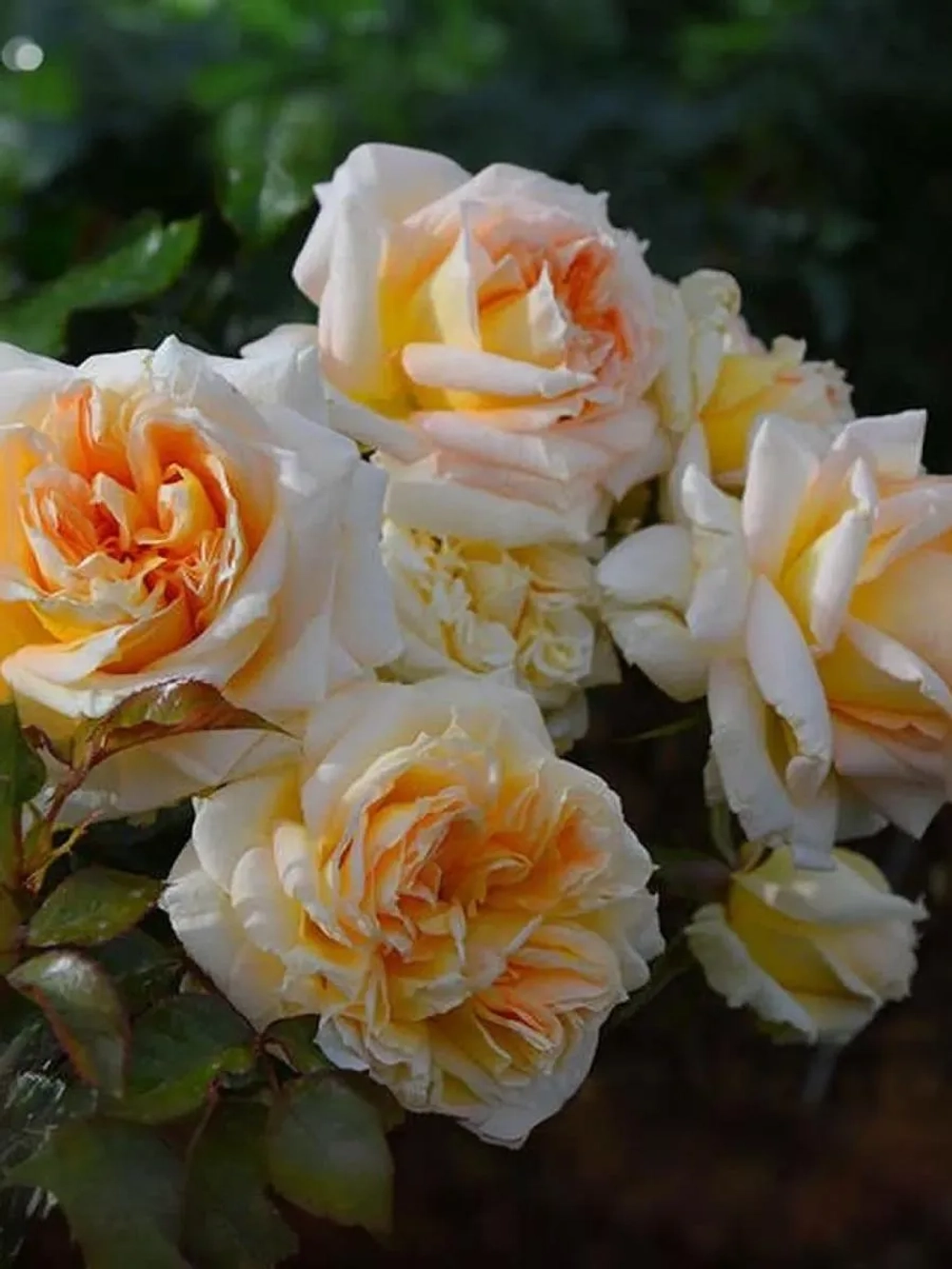 Роза шраб Ла Калессон