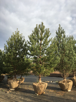 Сосна обыкновенная (ком) 400-500