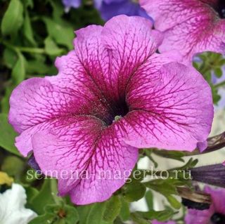 Петуния крупноцветковая  Игл Плам Вейн  F1 100 драже
