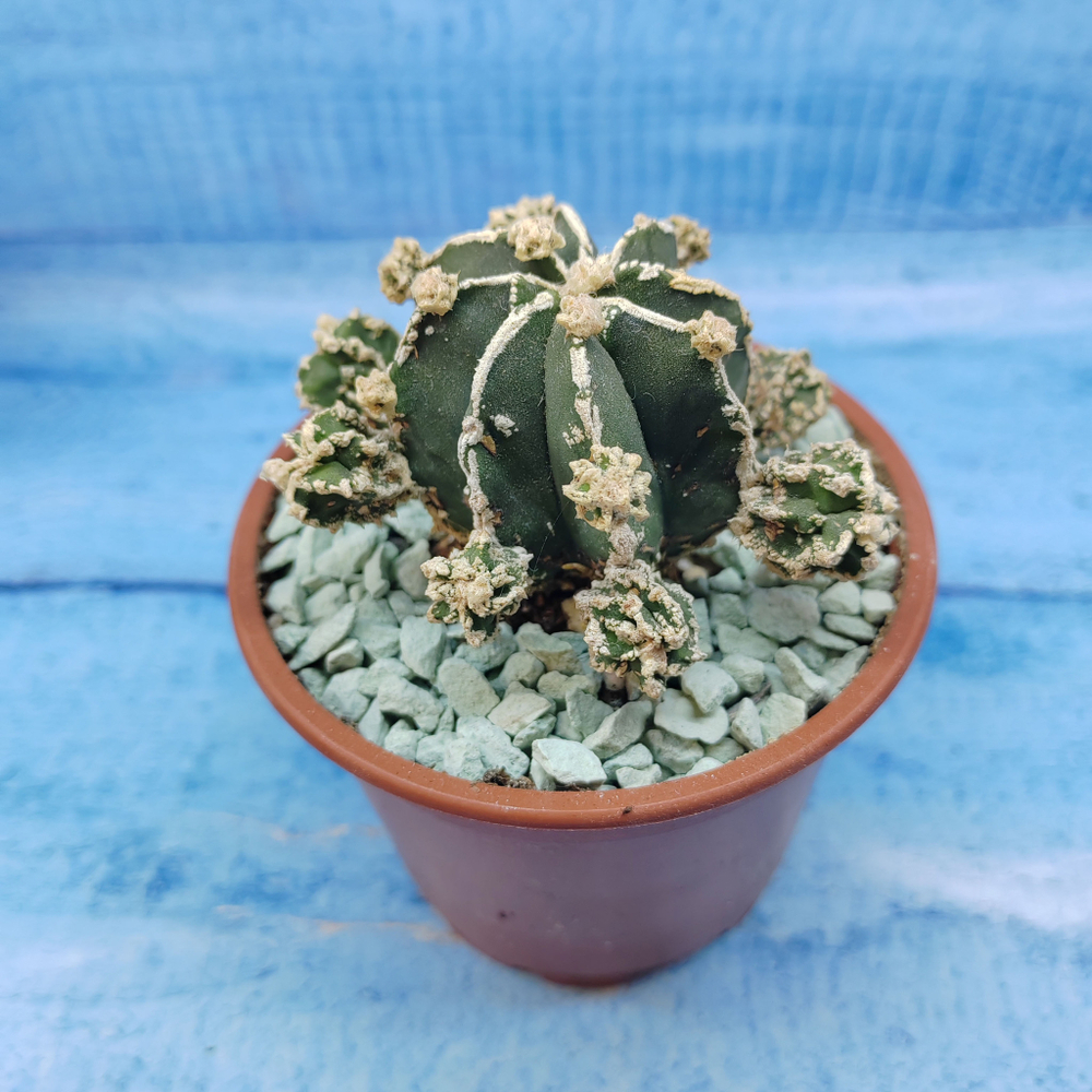 Astrophytum Myriostigma "Hakujo Fukuryu"  (Астрофитум)