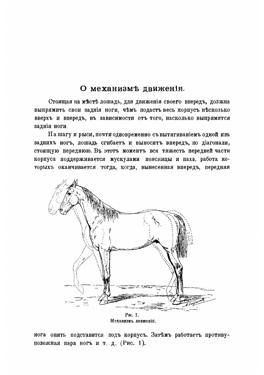 Иллюстрированный курс верховой езды | Шахматов Вячеслав Александрович
