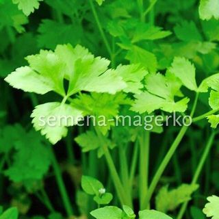 Петрушка Тайга 1000 (грамм)