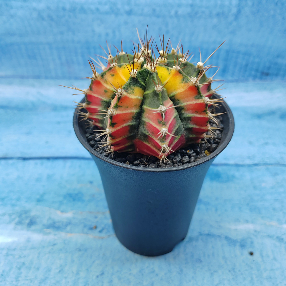 Gymnocalycium Variegata (Гимнокалициум Вариегатный)