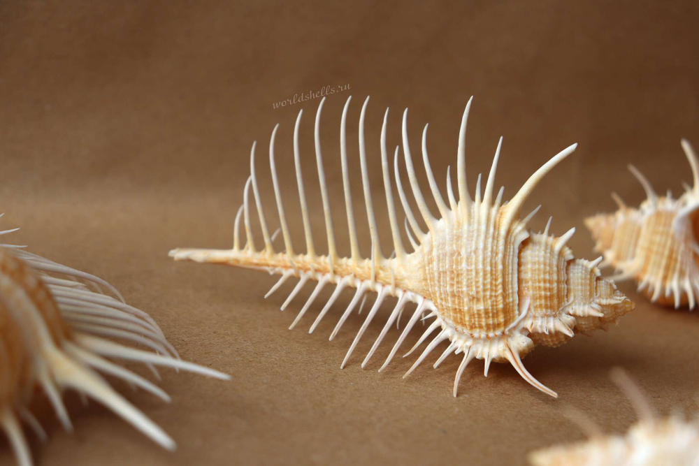 Ракушка Мурекс Пектен (Murex pecten) 8-12 см