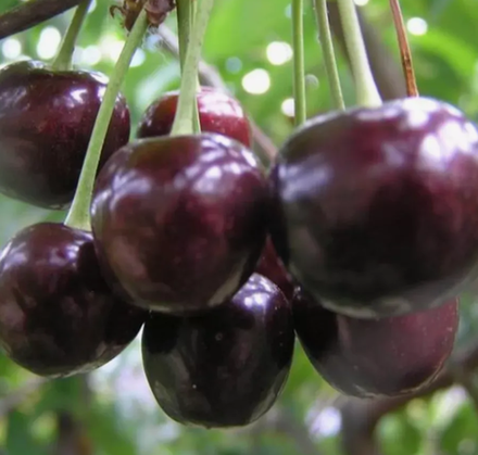 Черешня Ревна ЗКС контейнер 7,5л, 3х летний саженец май 26