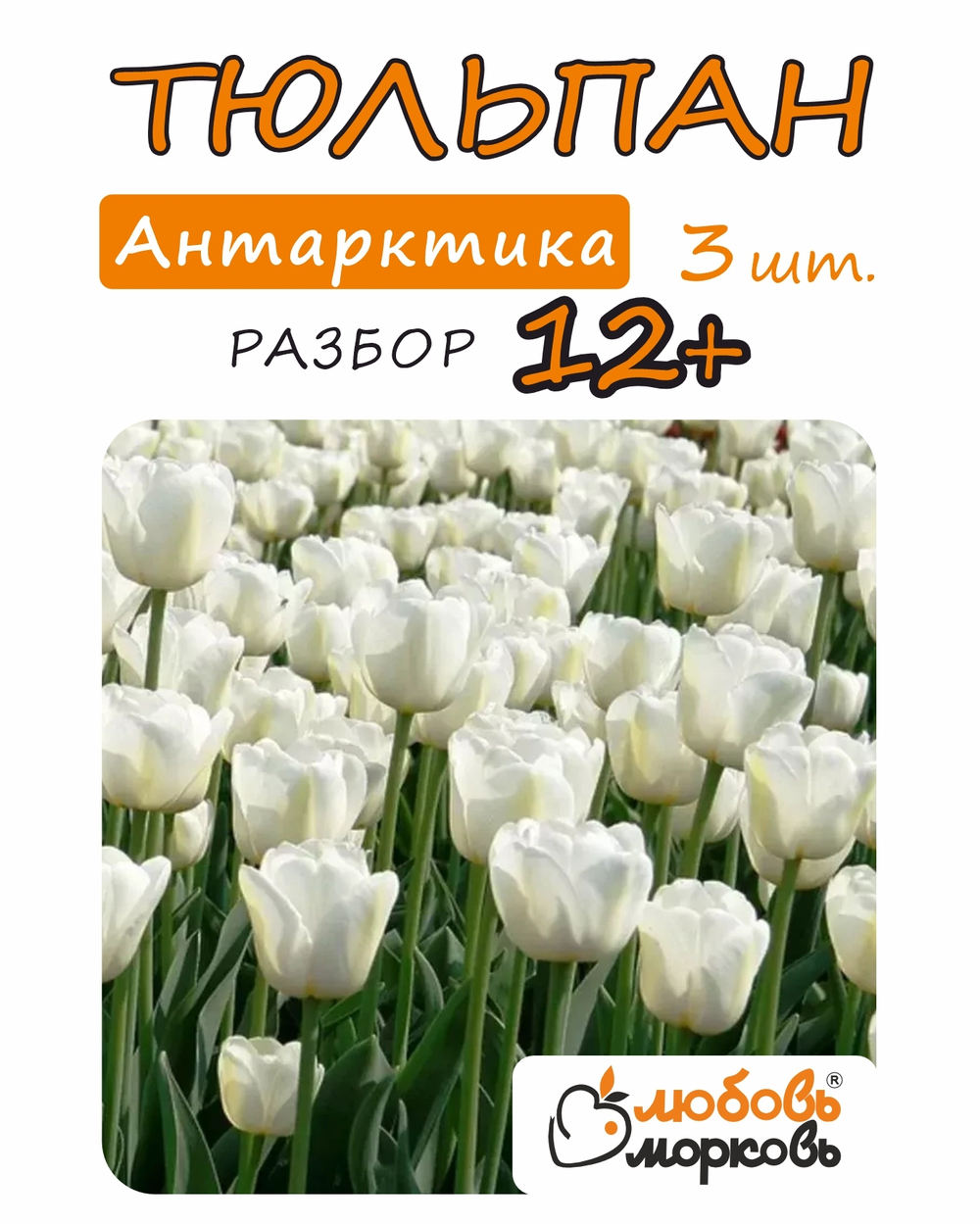 Тюльпан Луковица, Антарктика 3 шт, разбор 12+ (Любовь Морковь)