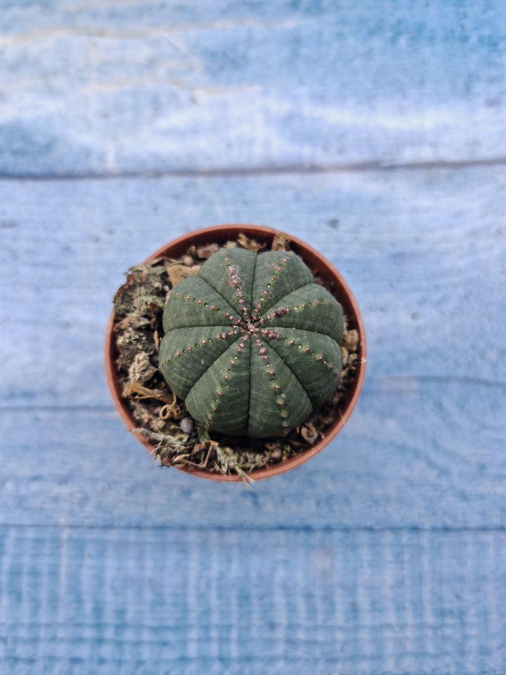 Euphoria Obesa (Эуфорбия)