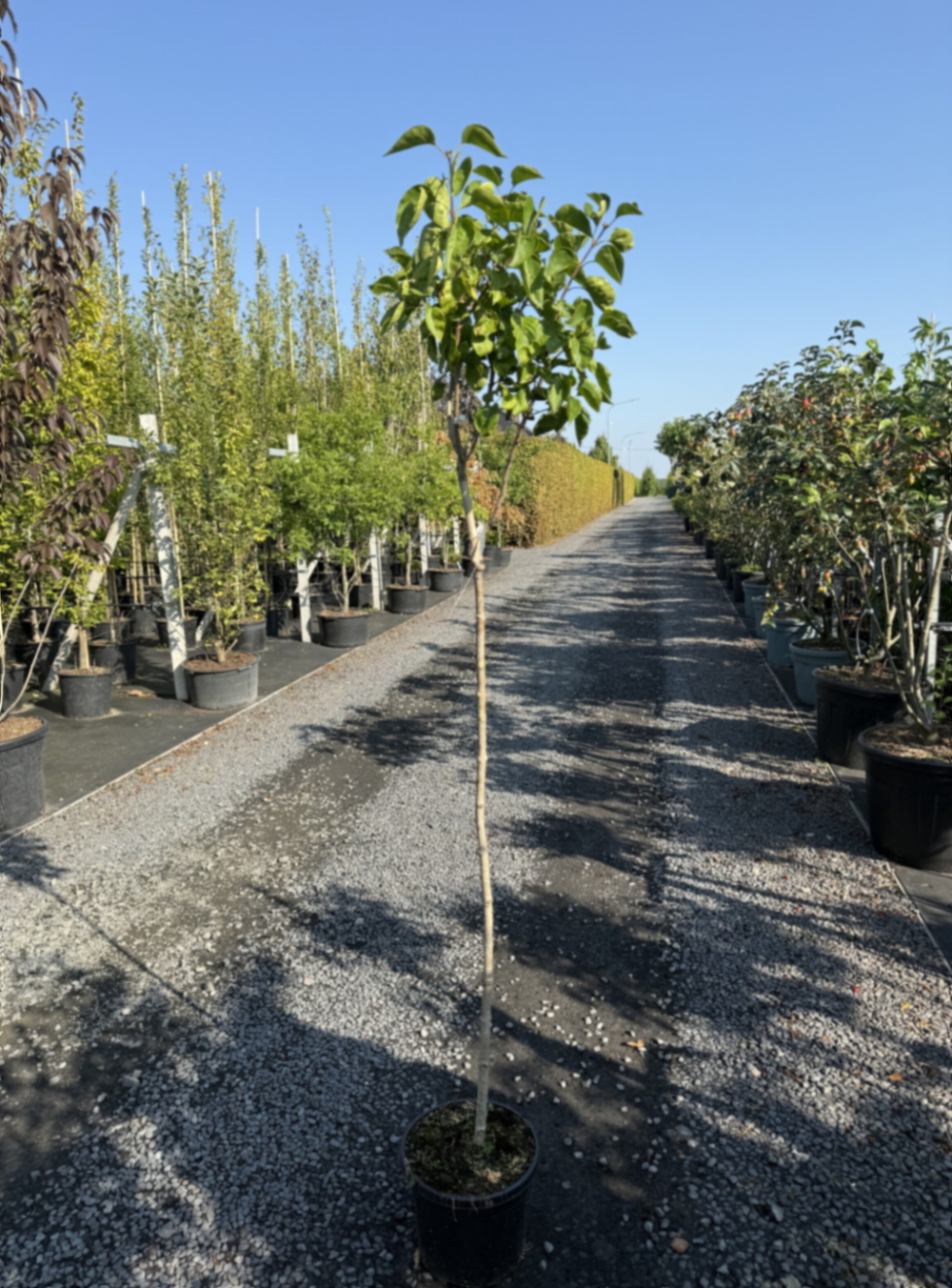 Сирень обыкновенная Сенсейшен штамб 120 см Закупка М66 апрель 2026