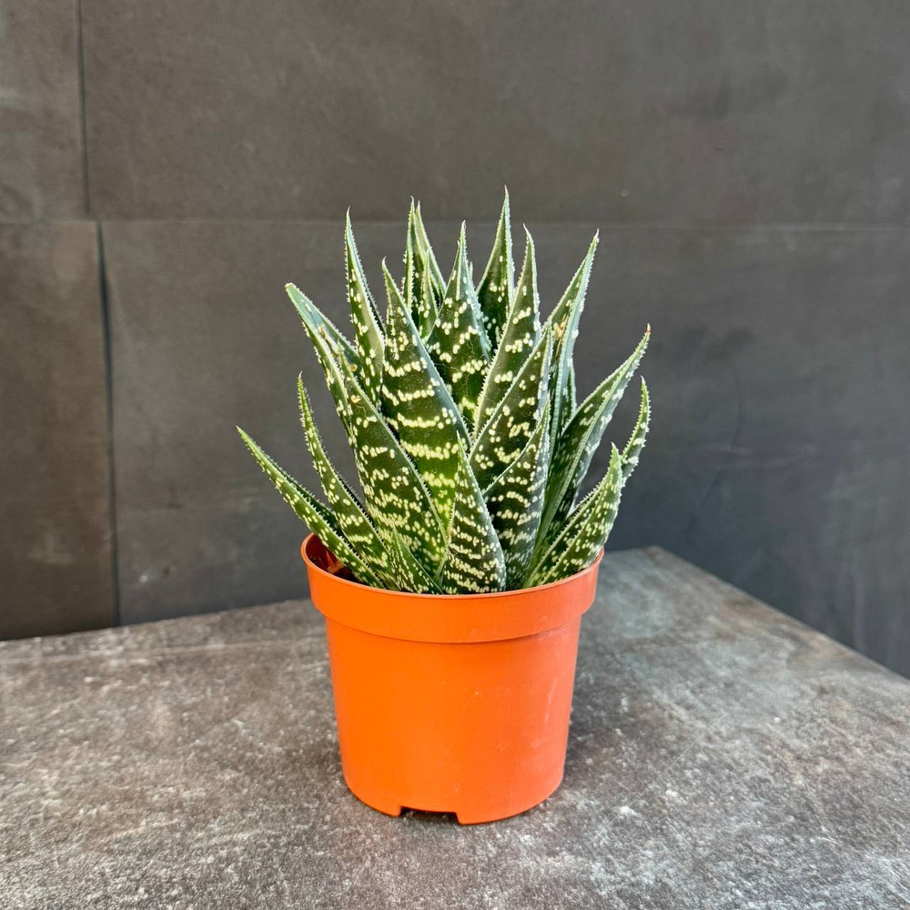 Хавортия (Haworthia)