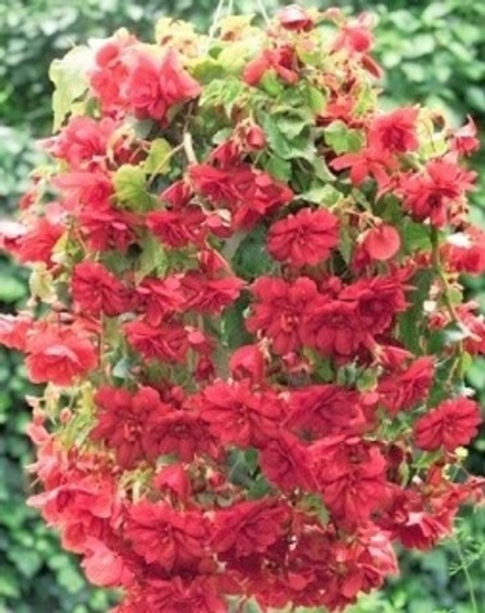 Бегония ампельная Illimination Scarlet ОКС