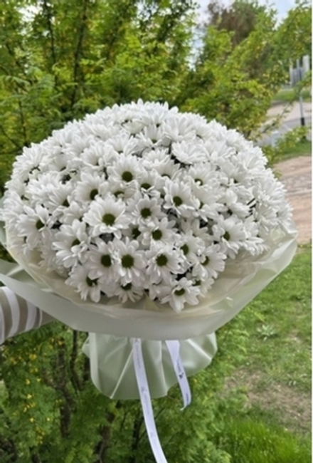 Букет из 25 веток белых хризантем Бакарди