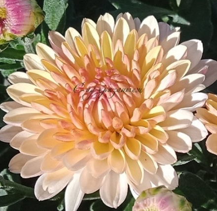 Хризантема мультифлора Sabina м.82 /поставка весна 2026г/