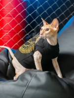 Одежда для кошек сфинкс