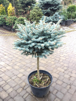 Ель колючая (голубая) Глаука Глобоза С4 Ра 50-80
