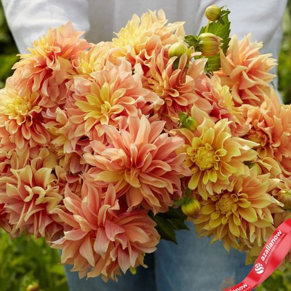 Георгин Tyrell (корень) Закупка М55 апрель 2026