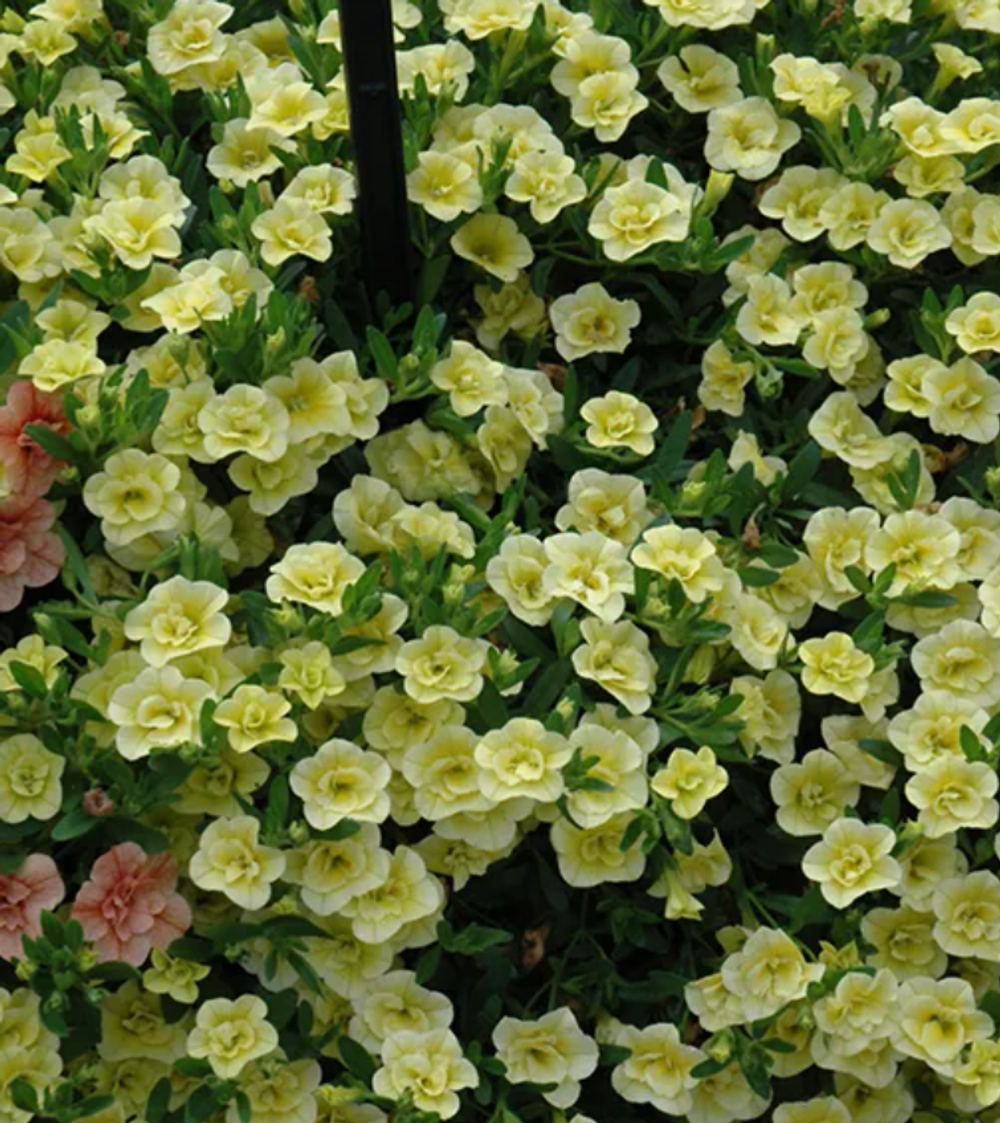 ЕВРО Калибрахоа Mini Famous Uno double lemon укорененный черенок ОКС