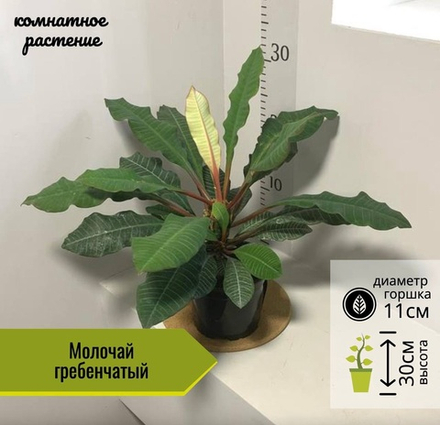 Молочай гребенчатый, D11см H30см, 1шт, Россия