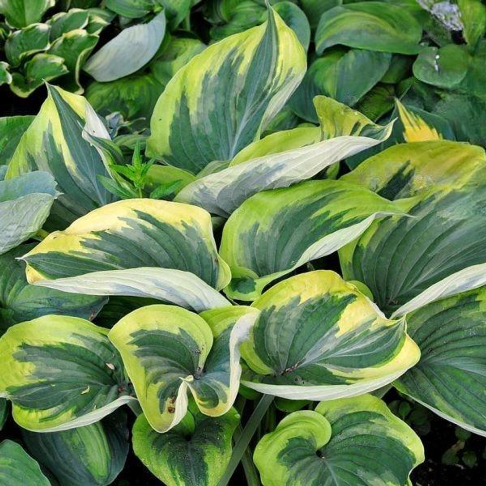 Хоста Бродвей