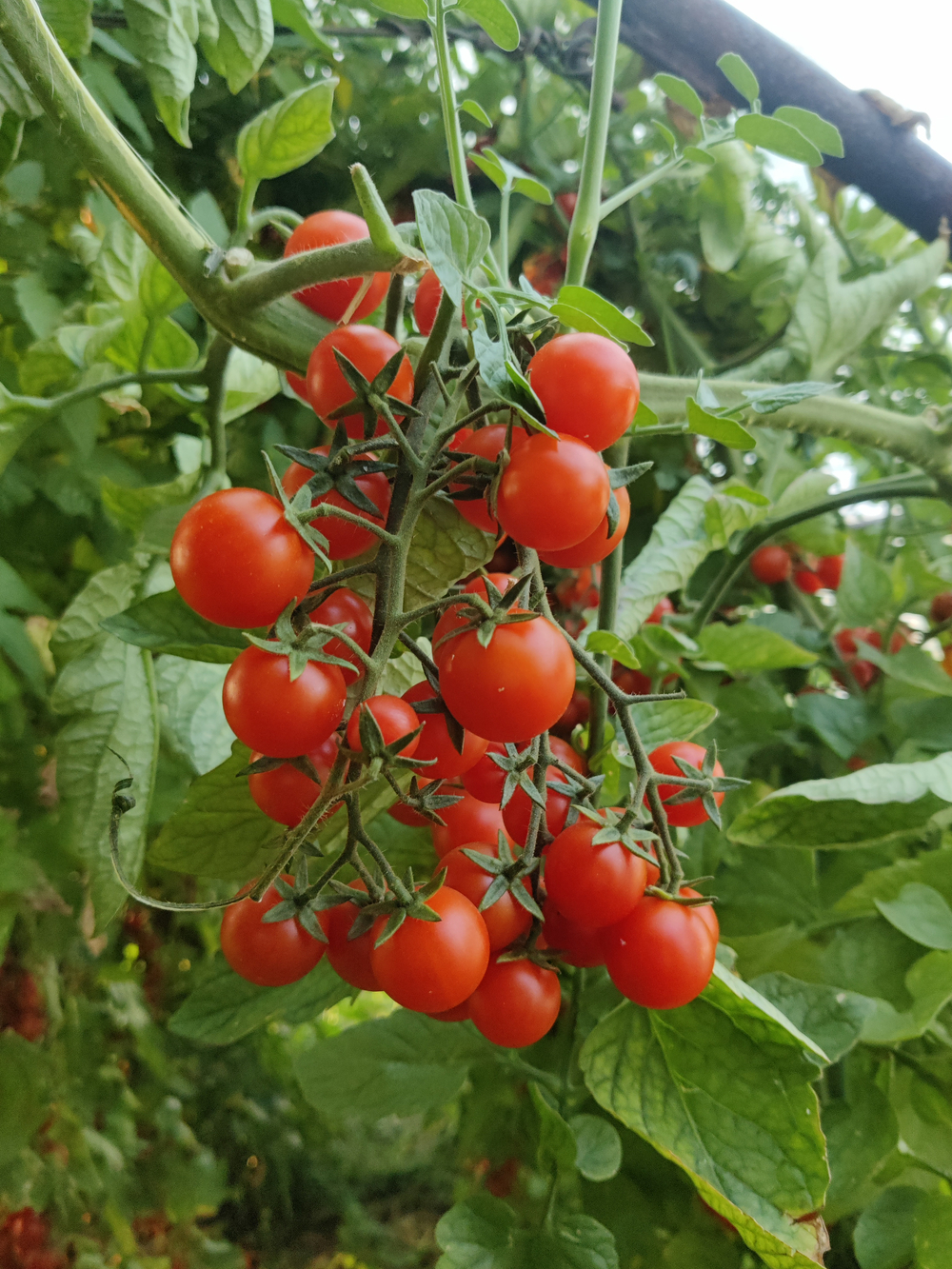 Яничери F1 семена томата индетерминантного ( Yuksel Tohum / )