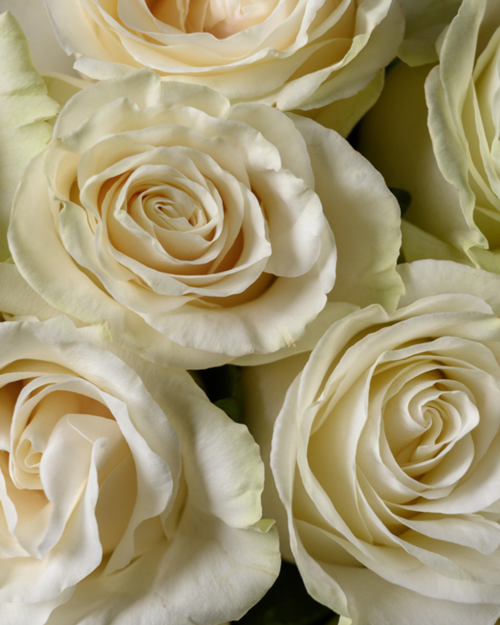 Монобукет белый