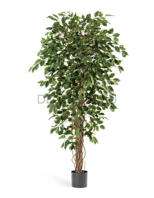 Фикус Бенджамина Лиана 210 см 2/2 10.30607N