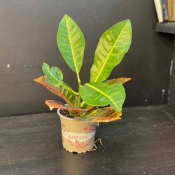 Кротон (Codiaeum variegatum)